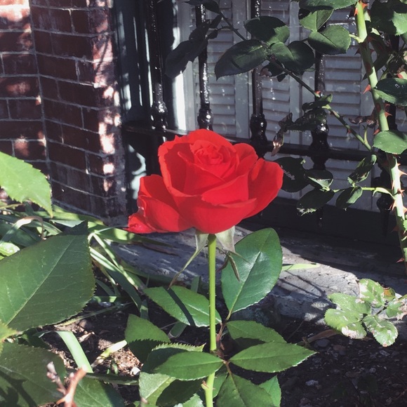 Meet your Posher, Bailey - Picture 1 of 1